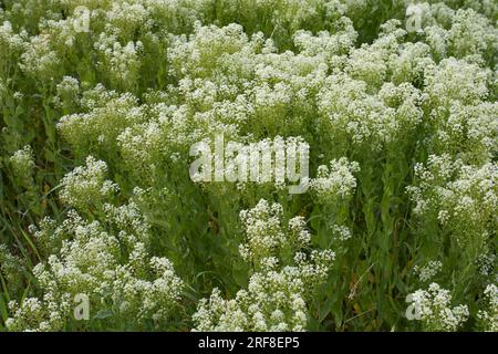Inflorescence blanche crémeuse de Lepidium draba Banque D'Images