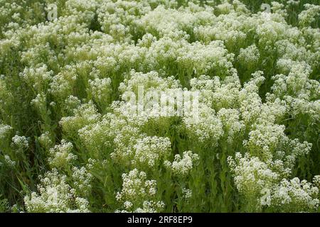 Inflorescence blanche crémeuse de Lepidium draba Banque D'Images