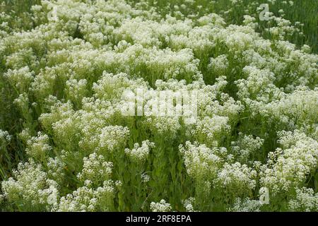 Inflorescence blanche crémeuse de Lepidium draba Banque D'Images