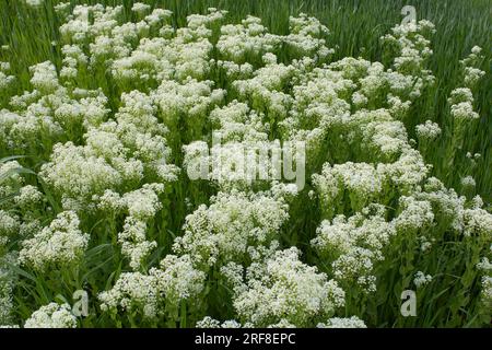 Inflorescence blanche crémeuse de Lepidium draba Banque D'Images