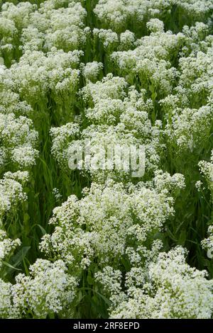 Inflorescence blanche crémeuse de Lepidium draba Banque D'Images