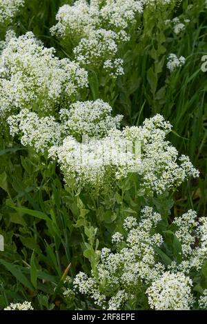 Inflorescence blanche crémeuse de Lepidium draba Banque D'Images