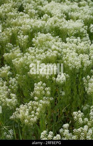 Inflorescence blanche crémeuse de Lepidium draba Banque D'Images