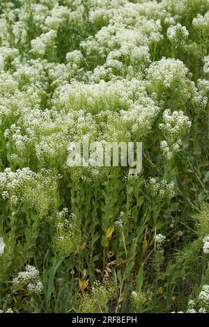 Inflorescence blanche crémeuse de Lepidium draba Banque D'Images