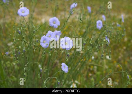 Linum perenne en fleurs Banque D'Images