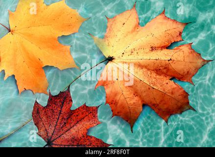 Feuilles d'automne isolées sur le fond vert. Concept d'automne. Banque D'Images