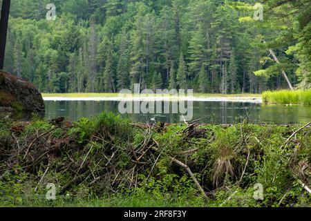 Un barrage de castors crée un étang dans le parc Algonquin de l'Ontario. Banque D'Images