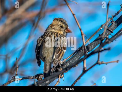 Un bel hiver plumé Sparrow Harris se perche joliment sur une branche d'une forêt le long d'une promenade sur le fleuve Colorado. Banque D'Images