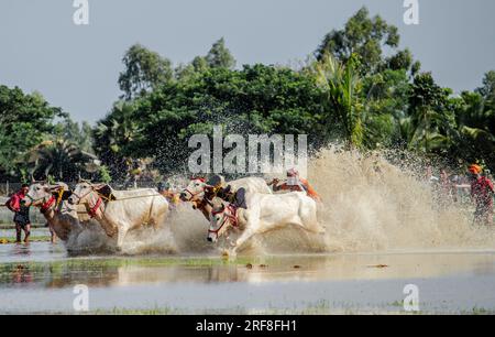 Kolkata, Inde. 30 juillet 2023. Les gens font la course de bétail au Bengale occidental le 30 juillet 2023. Chaque année, le village de Herobhanga au Bengale occidental organise le festival de courses de bétail Moichara, marquant l'arrivée de la mousson. Elle est généralement célébrée à la mi-juin ou au début juillet, juste au moment où les agriculteurs locaux commencent à cultiver leurs terres. (Photo de Sudip Chanda/Pacific Press/Sipa USA) crédit : SIPA USA/Alamy Live News Banque D'Images