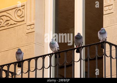 Quatre pigeons colorés regardant et commérant sur ce qui se passe en dessous d'eux perchés sur le bord d'une vieille clôture en fer forgé d'un balcon d'un ho Banque D'Images