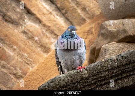 Colombe colorée, grise, bleue métallique et violette avec tout son plumage détaillé perché sur le rebord d'une façade de maison ancienne avec une arche de brique regardant t Banque D'Images