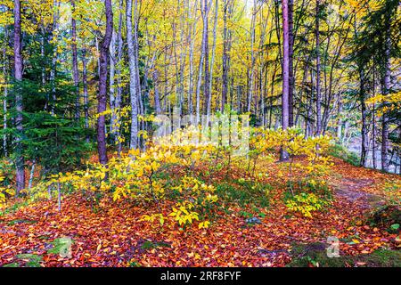 Une colline dans une clairière dans une forêt avec sous-bois et couverte de feuilles rouges tombées Banque D'Images