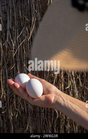 La main de la femme tenant avec sa main droite mince et mince deux œufs blancs juste pêchés dans un poulailler d'une ferme écologique et respectueuse des animaux. DEFOC Banque D'Images