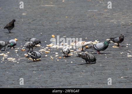 Groupe de pigeons mangeant beaucoup de chapelure éparpillées sur le trottoir d'une rue de la ville par une journée ensoleillée Banque D'Images