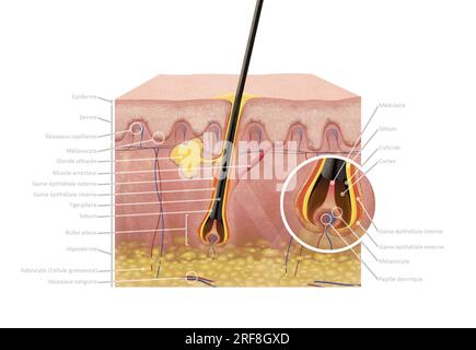 Section de peau 2D avec des cheveux sains (par opposition au bouton) avec épiderme, derme et hypoderme, glande sébacée, muscle arrecteur. Banque D'Images