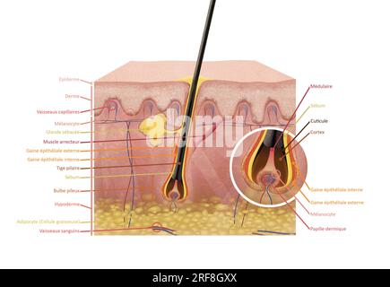 Section de peau 2D avec des cheveux sains (par opposition au bouton) avec épiderme, derme et hypoderme, glande sébacée, muscle arrecteur. Banque D'Images