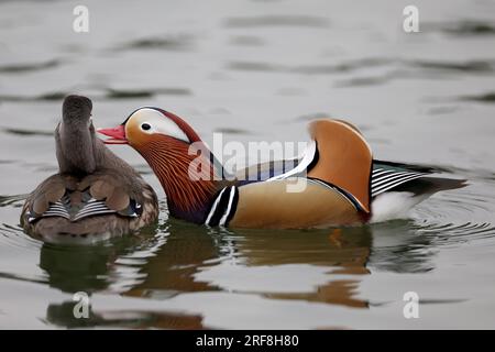 Canards mandarin dans un parc à Paris, Ile de France, France. Banque D'Images