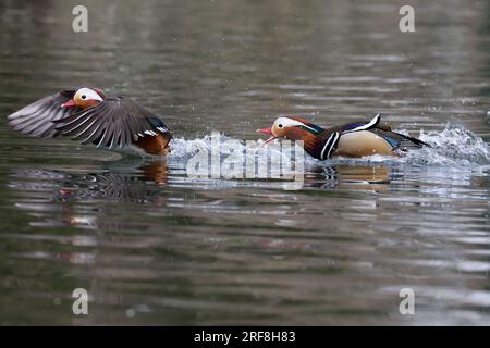 Canards mandarin dans un parc à Paris, Ile de France, France. Banque D'Images