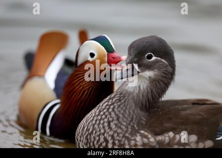 Canards mandarin dans un parc à Paris, Ile de France, France. Banque D'Images