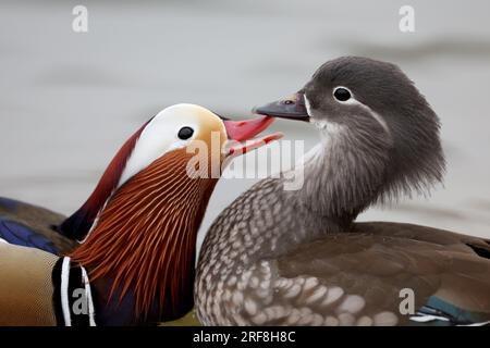 Canards mandarin dans un parc à Paris, Ile de France, France. Banque D'Images