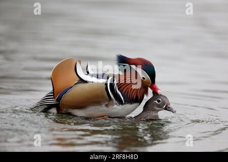 Canards mandarin dans un parc à Paris, Ile de France, France. Banque D'Images