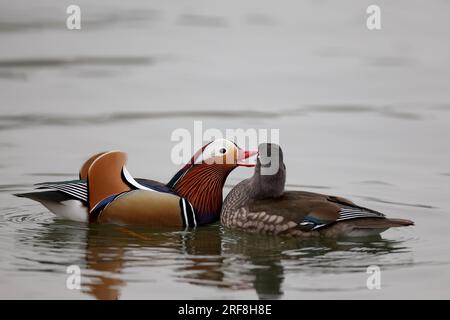 Canards mandarin dans un parc à Paris, Ile de France, France. Banque D'Images