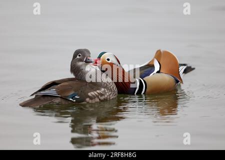 Canards mandarin dans un parc à Paris, Ile de France, France. Banque D'Images