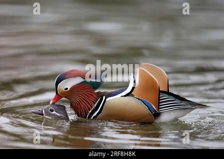 Canards mandarin dans un parc à Paris, Ile de France, France. Banque D'Images