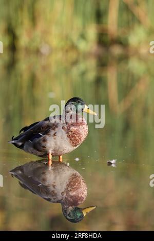 Canard colvert dans un parc à Paris, Ile de France, France. Banque D'Images