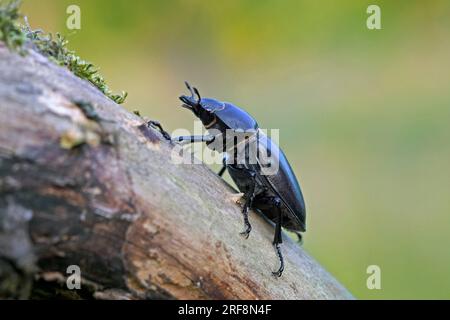 Le coléoptère européen (Lucanus cervus) femelle grimpant sur la souche d'arbre dans la forêt en été Banque D'Images