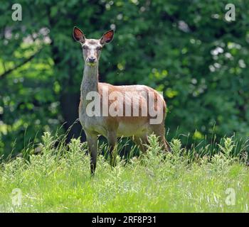 Un cerf rouge femelle (Cervus elaphus) Banque D'Images