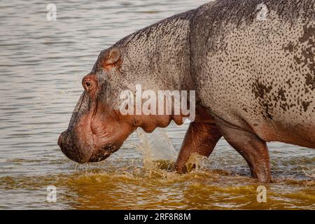 Un hippopotame solitaire marchant sur l'eau avec un reflet symétrique au parc national d'Amboseli, au Kenya Banque D'Images