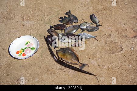 Le soleil brille à poissons de mer fraîchement pêchés sur la plage - plaque près Banque D'Images