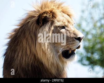 Portrait de lion (Panthera leo) la bouche ouverte et vu de profil Banque D'Images