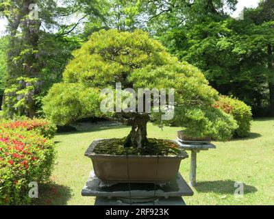 Spécimens d'arbres bonsaï japonais exposés sur des socles dans le jardin intérieur (Gyoen) du sanctuaire Meiji Jingu Shinto, une destination touristique de premier plan à Tokyo. Banque D'Images