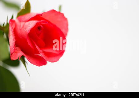 Belle rose rose sur fond blanc Banque D'Images