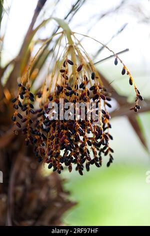 Phoenix roebelenii, avec des noms communs de palmier dattier nain, palmier dattier pygmée, palmier dattier miniature ou palmier robellini, est une espèce de palmier dattier. Banque D'Images