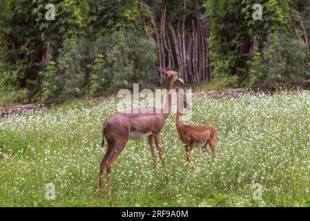 Gerenuk du sud, Litocranius walleri, la gazelle girafe, une antilope de taille moyenne à long col. Animaux exotiques. Mère et bébé. Paysage d'été Banque D'Images