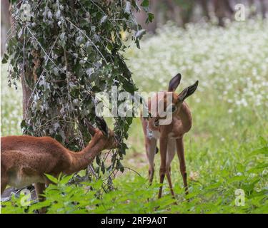 Gerenuk du sud, Litocranius walleri, la gazelle girafe, une antilope de taille moyenne à long col. Paysage d'été Banque D'Images