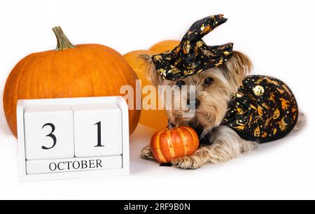 Chien habillé comme une sorcière, calendrier en bois octobre 31, citrouilles et ballons. Banque D'Images