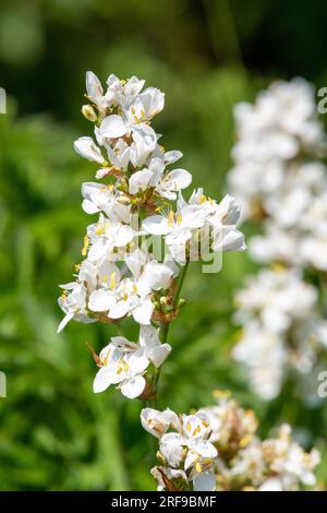 Gros plan d'une fleur de grandiflora libertia en fleur Banque D'Images