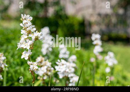 Gros plan d'une fleur de grandiflora libertia en fleur Banque D'Images