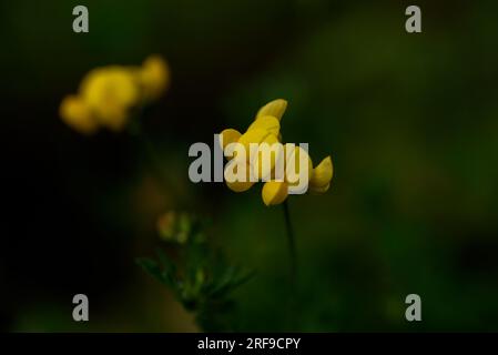 Lotus corniculatus est une plante à fleurs de la famille des pois Fabaceae, originaire des prairies d'Eurasie tempérée et d'Afrique du Nord. Les noms communs incluent c Banque D'Images