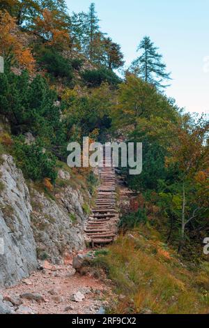 Echelle en bois dans la forêt. Vallée de Logar, Slovénie. Banque D'Images