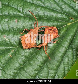 Nymphes tardives du squashbug britannique Coreus marginatus, bug Dock Banque D'Images