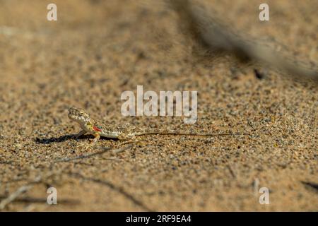 Un lézard bien camouflé Tuva à tête de crapaud Agama (Phrynocephalus versicolor) sur le sol sablonneux près des dunes de sable de Hongoryn Els dans le désert de Gobi Banque D'Images