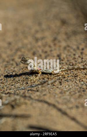 Un lézard bien camouflé Tuva à tête de crapaud Agama (Phrynocephalus versicolor) sur le sol sablonneux près des dunes de sable de Hongoryn Els dans le désert de Gobi Banque D'Images