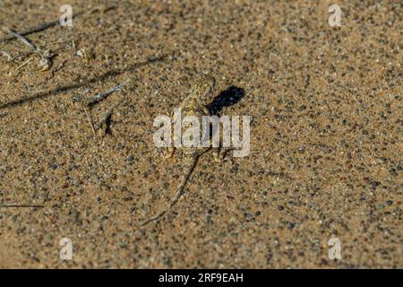 Un lézard bien camouflé Tuva à tête de crapaud Agama (Phrynocephalus versicolor) sur le sol sablonneux près des dunes de sable de Hongoryn Els dans le désert de Gobi Banque D'Images