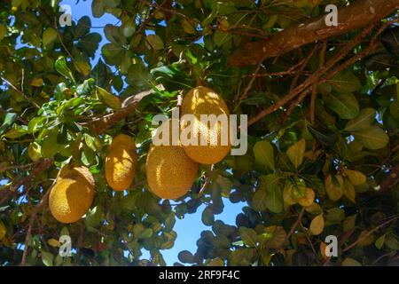 Nom scientifique du jackfruit Artocarpus heterophyllus, fruit du jackfruit accroché à l'arbre du jackfruit. Banque D'Images