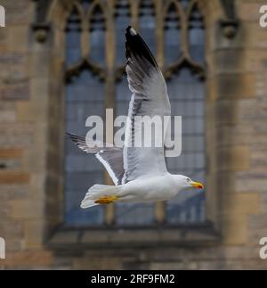 Une Mouette hareng (Mouette) vole au-dessus de Castelhill près du château d'Édimbourg, Édimbourg, Écosse, Royaume-Uni Banque D'Images